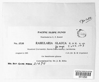 Ramularia glauca image
